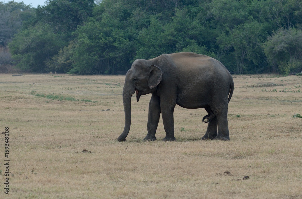 Fototapeta premium Indian elephants in Kaudulla National Park in Sri Lanka.