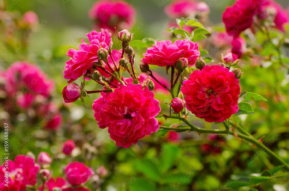 Garden with fresh red roses, floral natural background Garden with fresh red roses, floral natural background