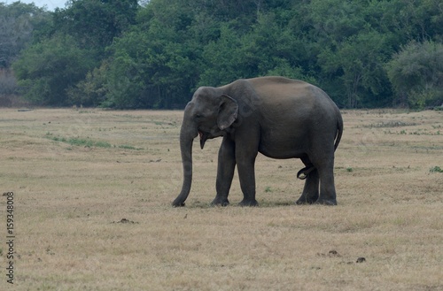 Indian elephants in Kaudulla National Park in Sri Lanka.