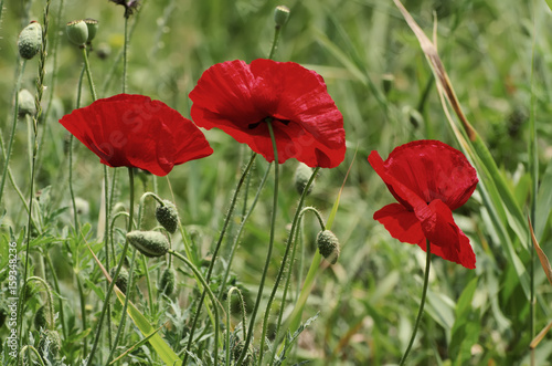 Red poppy flowers blooming in the green grass field, floral sunny natural spring vintage hipster background, can be used as image for remembrance and reconciliation day