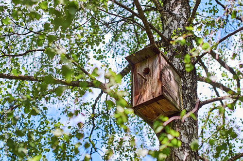 Wooden nesting-box attached to a birch tree © berezko