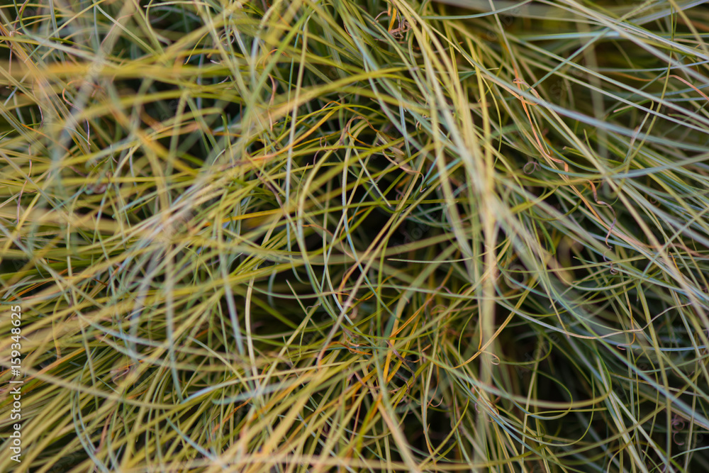 Texture einer Gras mit Langem Halmen 