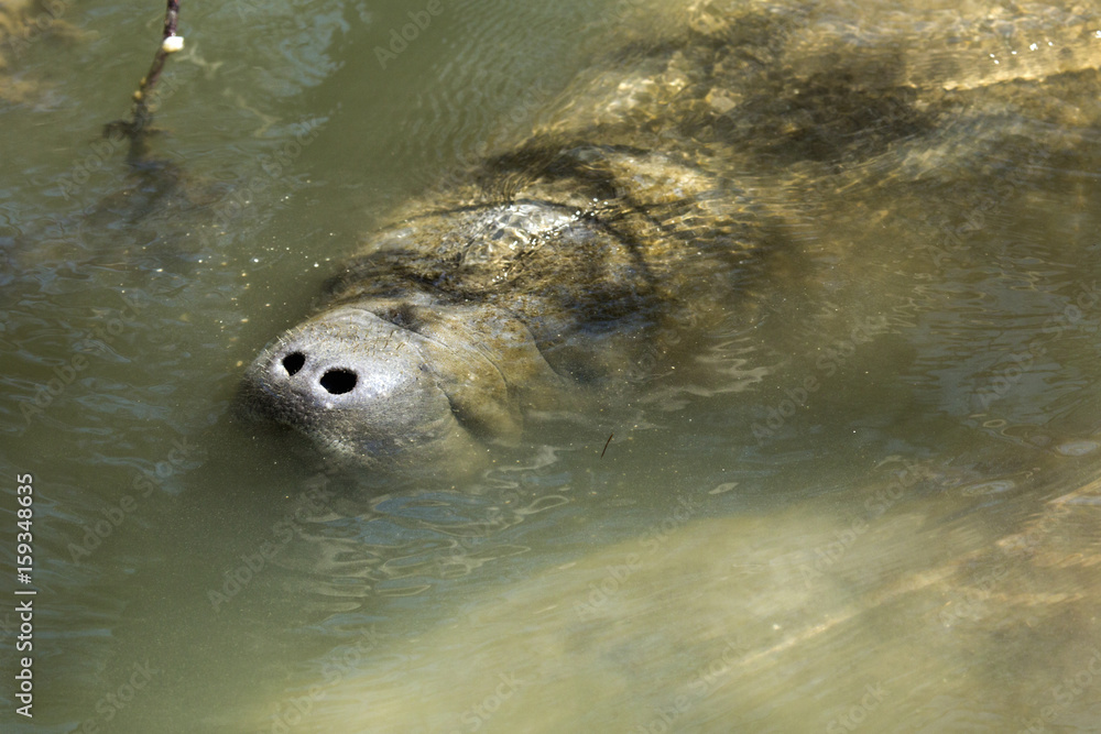 Fototapeta premium Manatee with nose just above the surface, Merritt Island, Florida.