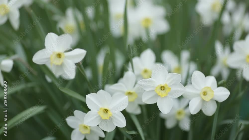 White daffodils. Spring booming flowers with morning light in the garden. White daffodils. Spring booming flowers with morning light in the garden.