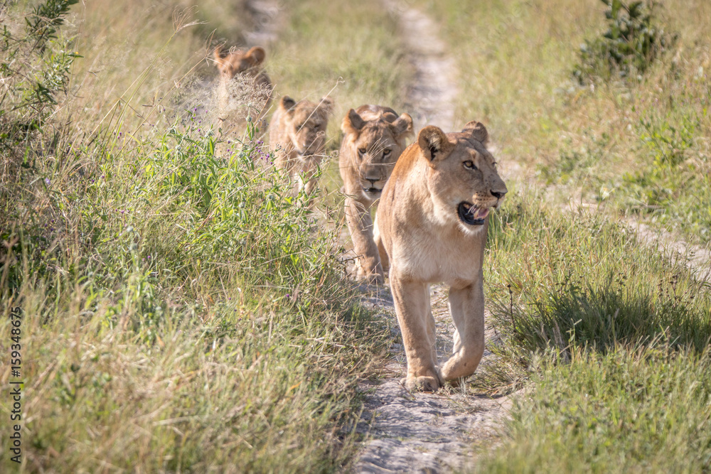 A pride of Lions walking on the road. A pride of Lions walking on the road.