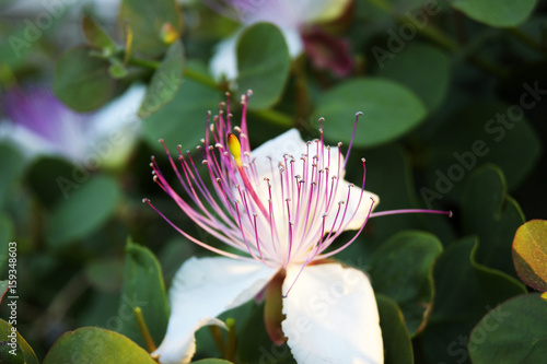 Tableau sur toile Capers flower