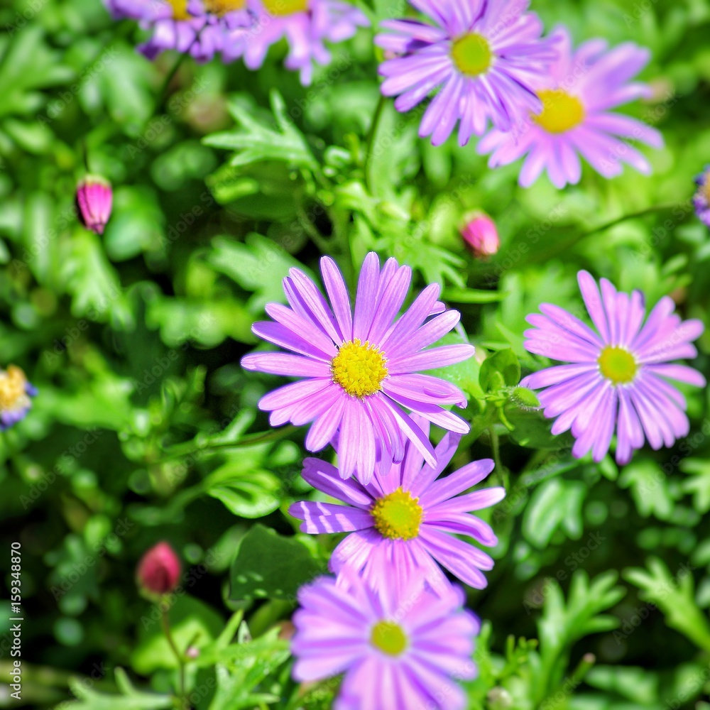 Obraz premium Purple blossom