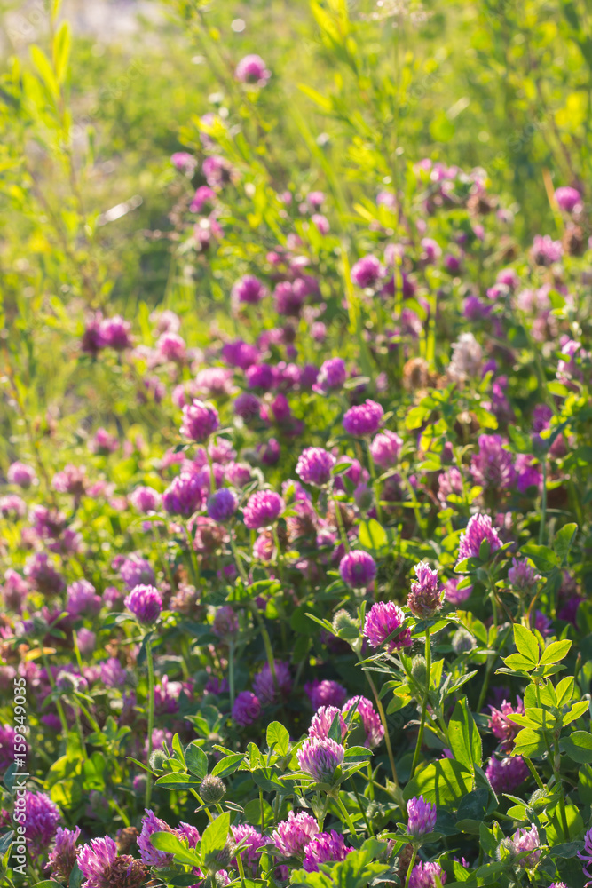 Fototapeta premium many clovers sun shine black lit