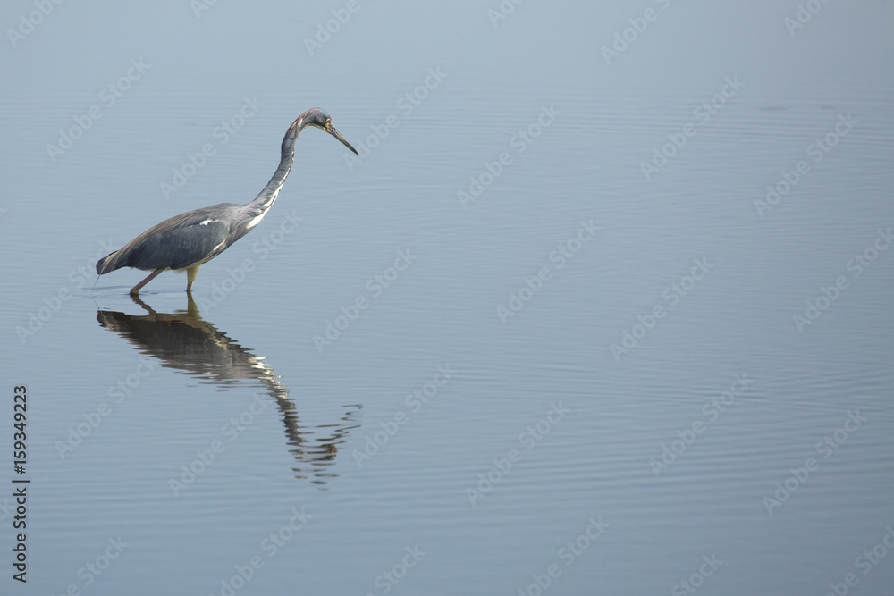 Tricolored heron wading in a pond at Merritt Island, Florida. Tricolored heron wading in a pond at Merritt Island, Florida.
