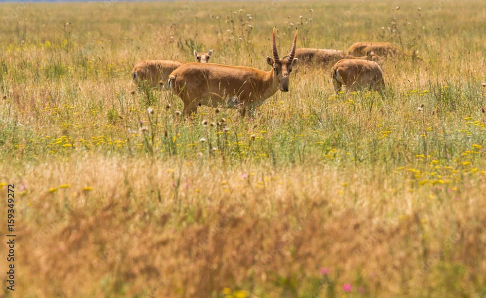 Naklejka premium In savannah, steppe, prairie a herd of saigas is grazed.