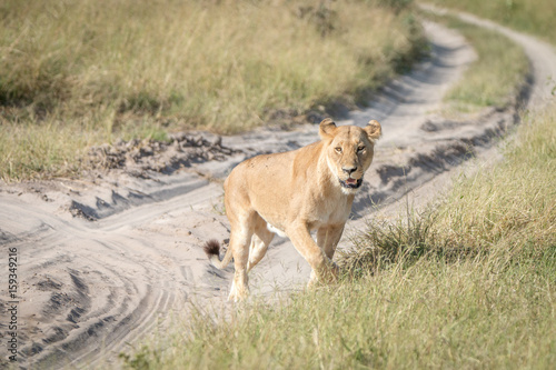 A female Lion walking on the road.