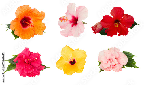 Fototapeta Naklejka Na Ścianę i Meble -  tropical flowers - set of fresh multicilored hibiscus flowers isolated on white background
