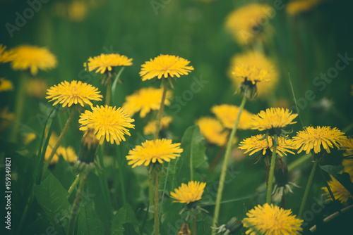 Dandelion yellow flower growing on the green meadow in spring time, natoral seasonal floral background with copy space © Roxana