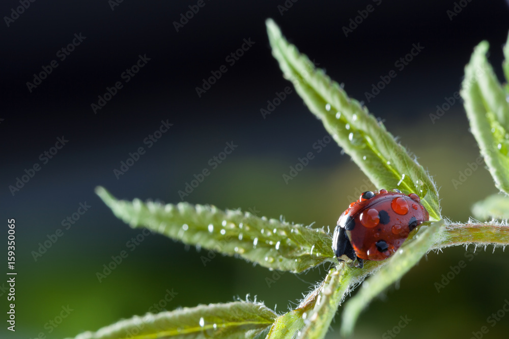 red ladybug on green leaf, ladybird creeps on stem of plant in spring in garden summer red ladybug on green leaf, ladybird creeps on stem of plant in spring in garden summer