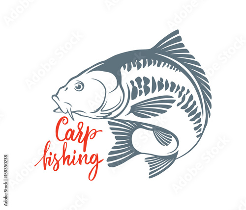 carp fish
