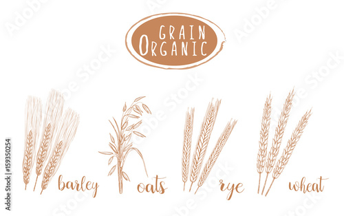 Organic grain sketch illustration. Hand drawing 