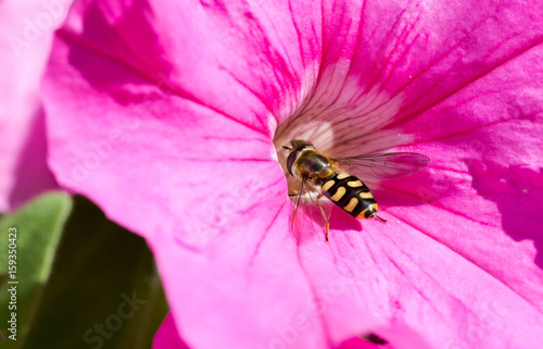 Hoverfly, Syrphidae, flowerfly on petunia pink flower macro