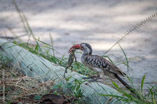 Red-billed hornbill with a kill.