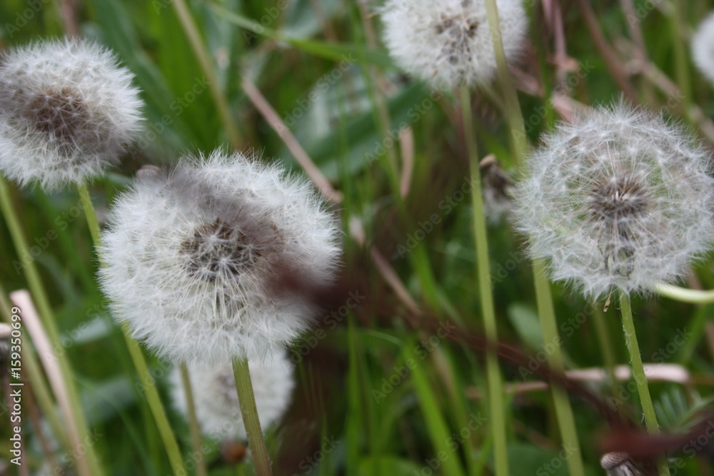 dandelion