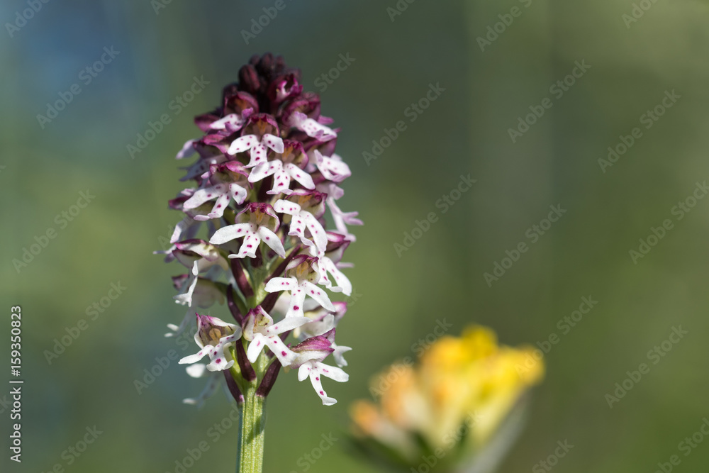 Burnt Orchid close up Burnt Orchid close up