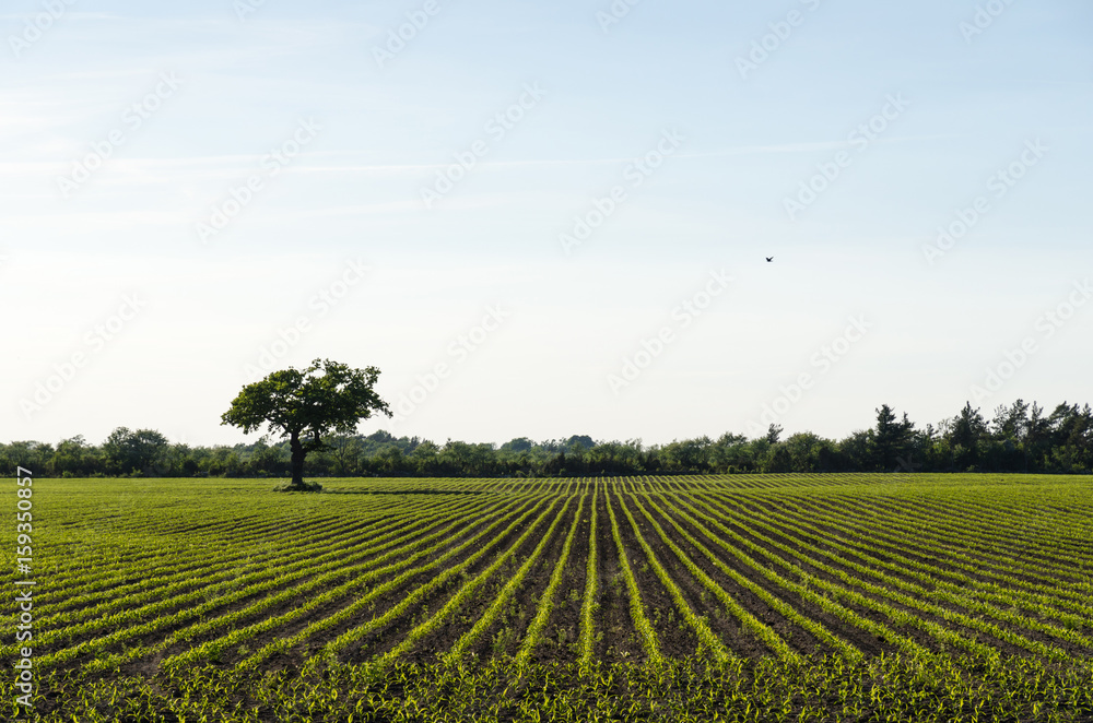 Farmers corn field by spring season