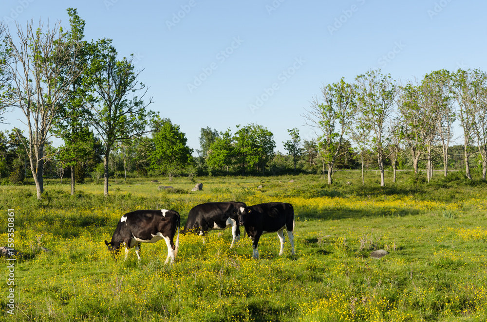 Cows grazing among blossom buttercup flowers Cows grazing among blossom buttercup flowers