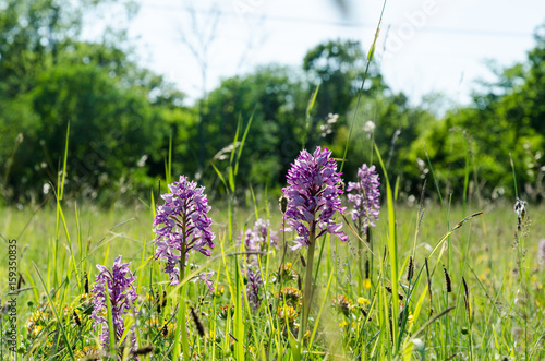 Fototapeta Naklejka Na Ścianę i Meble -  Summer flowers in the green grass