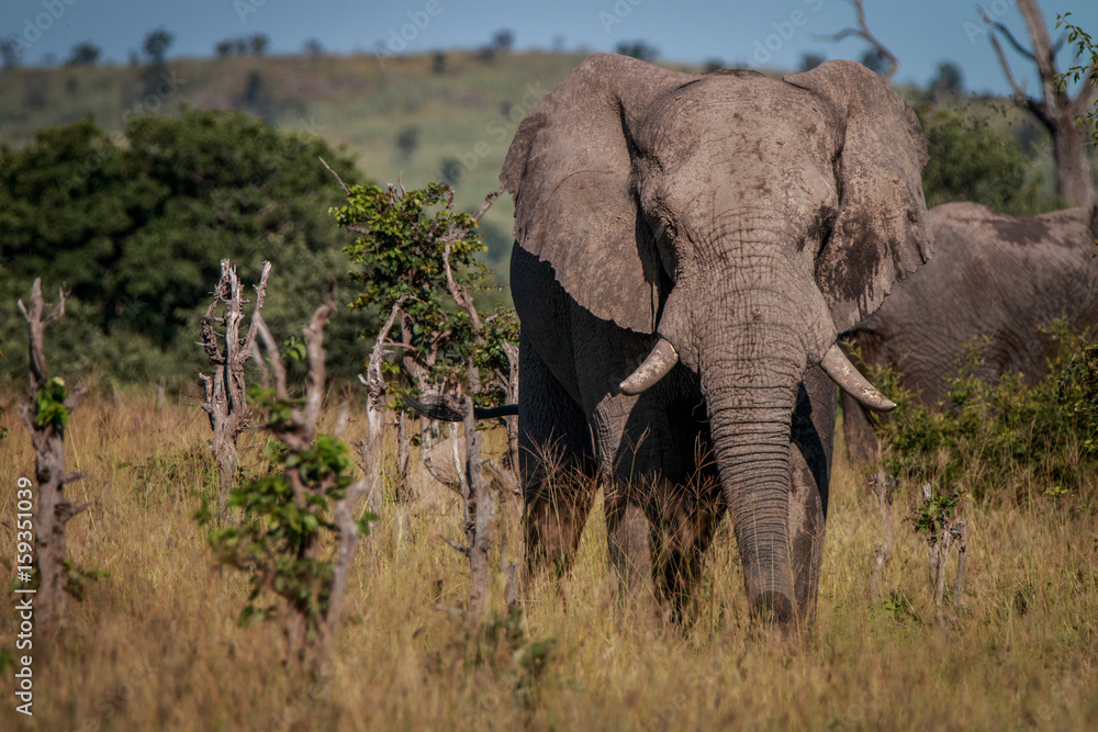 Fototapeta premium An Elephant starring at the camera.