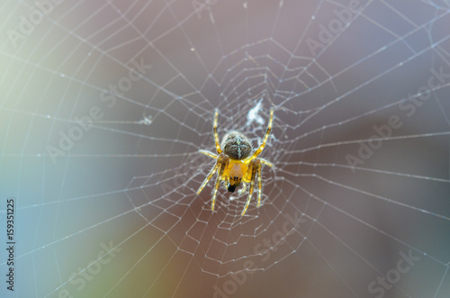 Young diadem spider on web. Araneus diadematus, Araneidae. Cute transparent predator on its cobweb with color background. Small depth of sharpness.