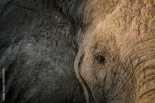 Close up of the face of an Elephant.