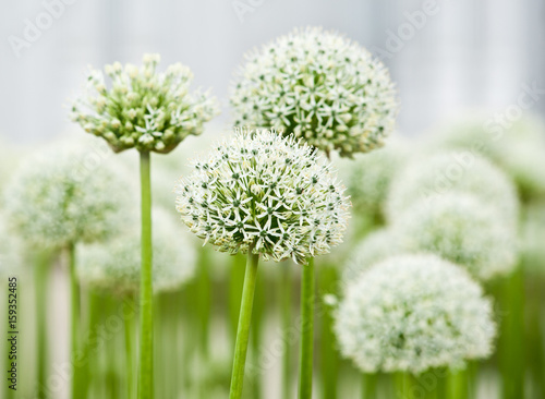 Allium (Mount Everest)