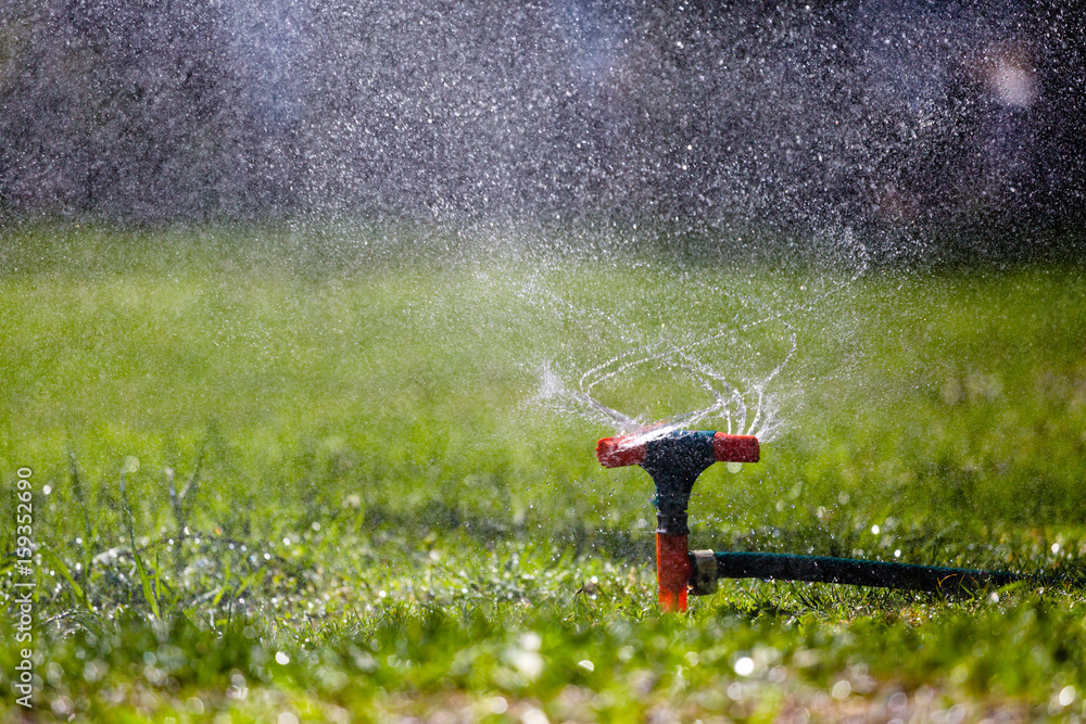 Fototapeta premium Garden sprinkler watering grass