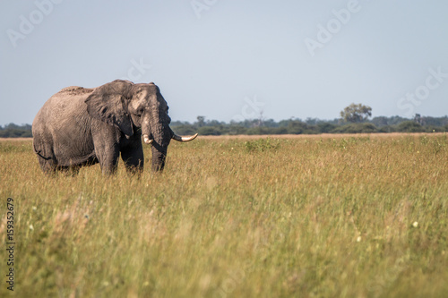 An Elephant walking in the grass. © simoneemanphoto