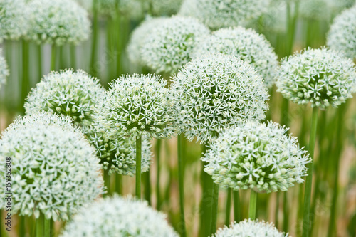 Allium (Mount Everest)