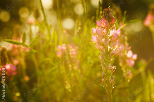 Onobrychis viciifolia common sainfoin   perennial herb of the legume family Fabaceae