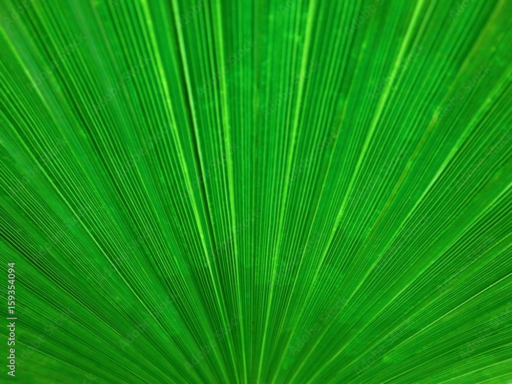 Organic background, palm leaf linear texture Organic background, palm leaf linear texture