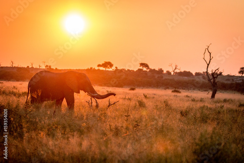 An Elephant walking during the sunset.