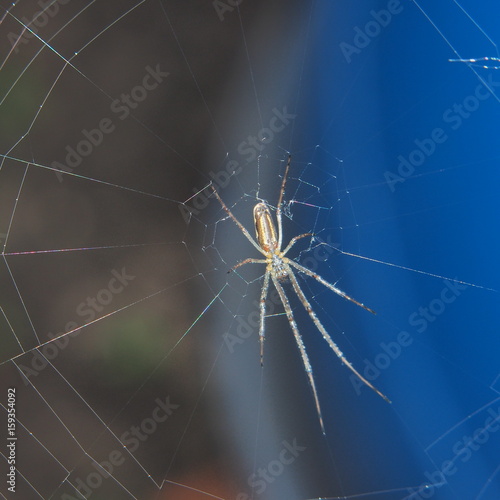 The spider sits on the web. You can see the abdomen and legs of a spider. © tar9