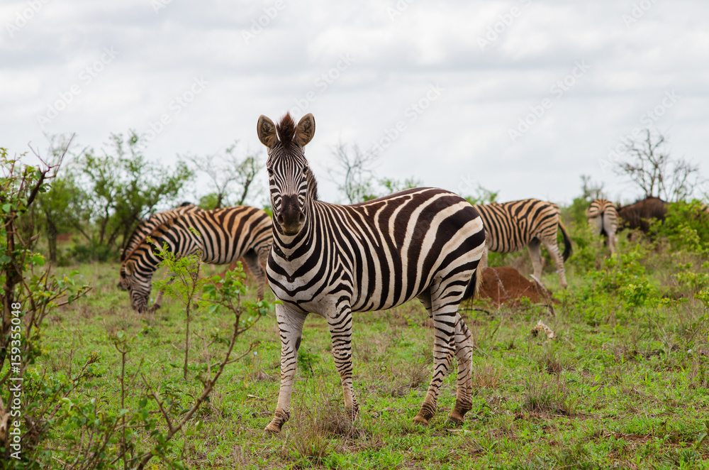 Zebra Herd Zebra Herd