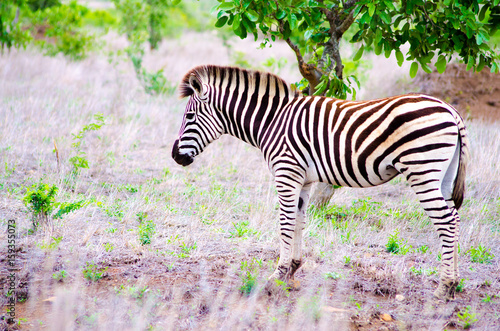 Zebra in it s Natural Habitat