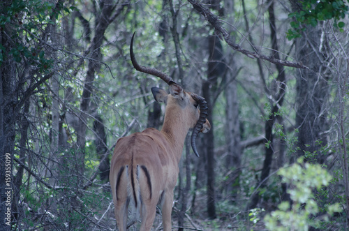 Male Impala With Broken Horn © Douw