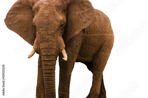 Elephant on White