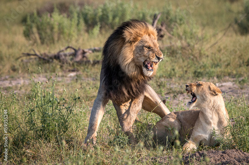 Fototapeta Naklejka Na Ścianę i Meble -  Two Lions busy mating in the grass.