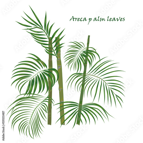 Branch tropical palm areca leaves. realistic drawing in flat color style. isolated on white background.