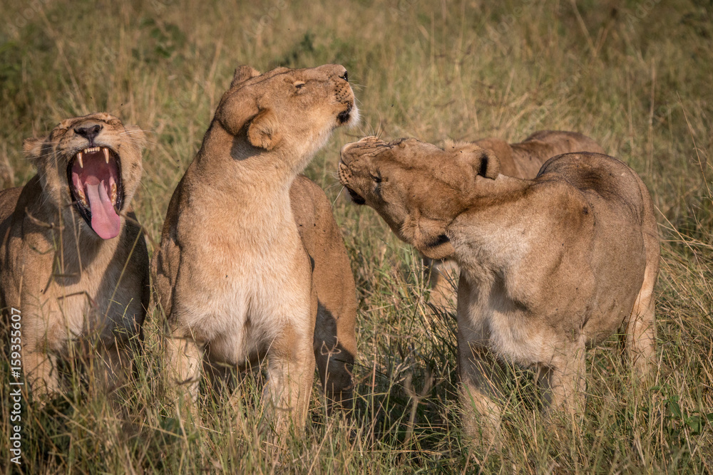 Obraz premium Three Lions playing in the grass.