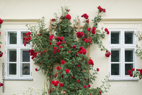 beautiful roses on the building, decoration of roses