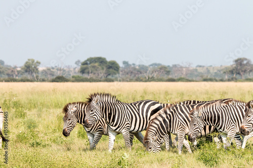 A herd of Zebras standing in the grass.