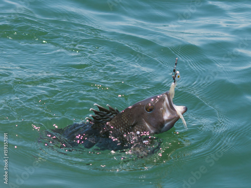 Photos Catching a Black Bass