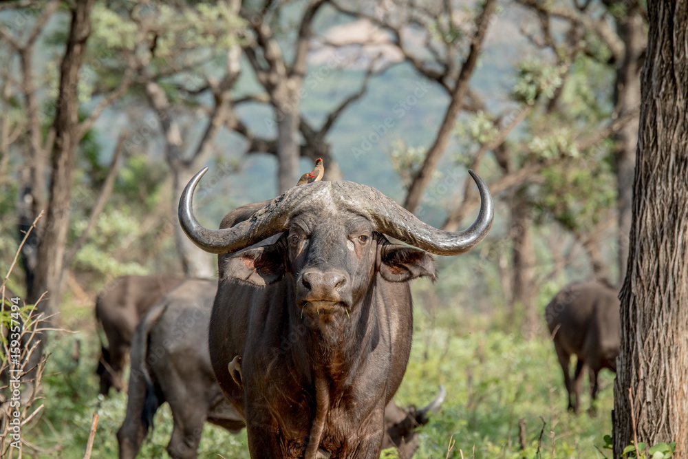 Buffalo starring at the camera with an Oxpecker. Buffalo starring at the camera with an Oxpecker.