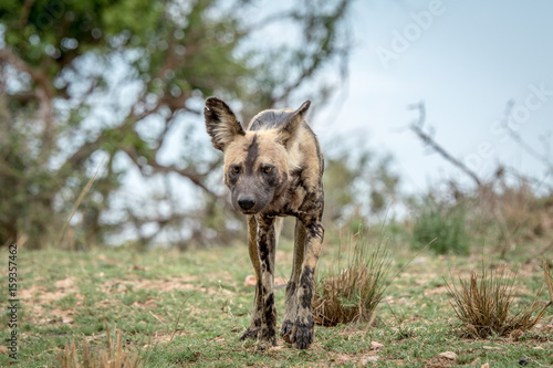 African wild dog walking towards the camera. © simoneemanphoto
